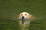 GOLDEN RETRIEVER 1074